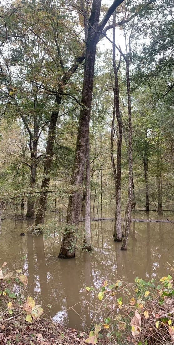 Open Woods Week at the Forever Wild Sipsey River Complex Outdoor Alabama